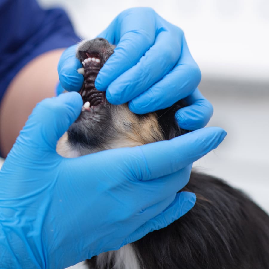 Dog & Cat Dental Care, Monroe Veterinary Dentistry