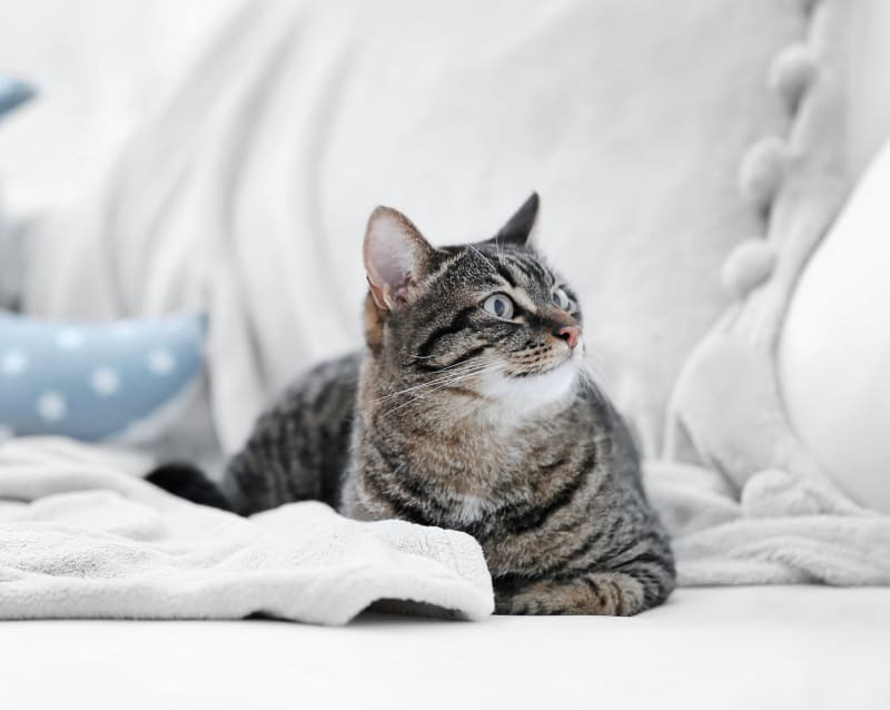 to Monroe Veterinary Clinic Monroe Vet