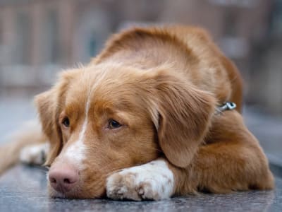 Geriatric Care, Monroe Veterinary Clinic, Monroe