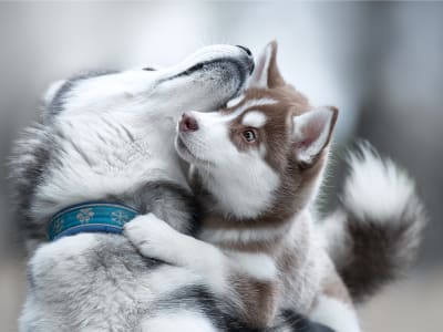 Patient Information, Monroe Veterinary Clinic, Monroe